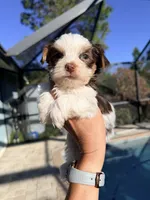 Dante , a male Yorkshire Terrier for sale in Fort Myers, FL – Photo 1 of 5