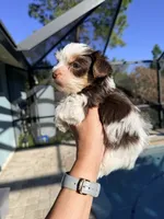 Dante , a male Yorkshire Terrier for sale in Fort Myers, FL – Photo 3 of 5