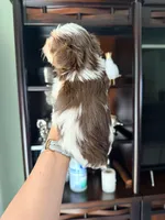 Dante , a male Yorkshire Terrier for sale in Fort Myers, FL – Photo 5 of 5