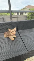Toby , a male Yorkshire Terrier for sale in Lehigh Acres, FL – 3 of 9