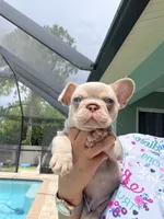 Jake, a male French Bulldog for sale in Fort Myers, FL – 3 of 7