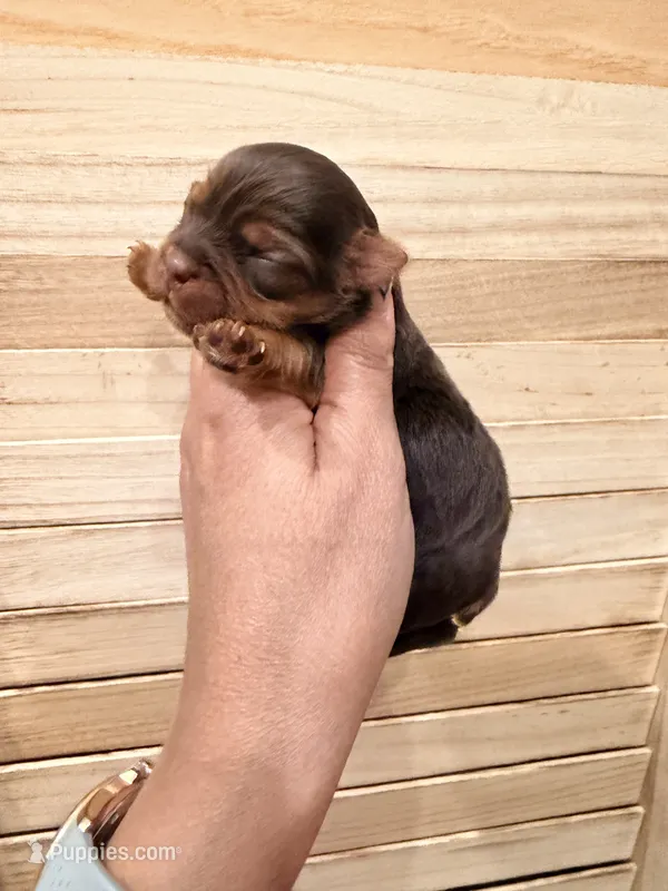 Tina – Yorkshire Terrier puppy for sale in Fort Myers, FL