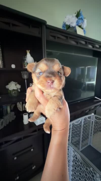 Royce, a male Yorkshire Terrier for sale in Lehigh Acres, FL – 6 of 6