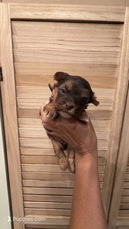 Sacha  – Yorkshire Terrier puppy for sale in Lehigh Acres, FL