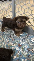 Sonia, a female Yorkshire Terrier for sale in Lehigh Acres, FL – 3 of 4