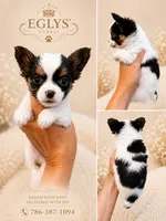 Channel , a female Yorkshire Terrier for sale in Fort Myers, FL – 1 of 9