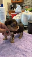 Lucky tea cup, a male Yorkshire Terrier for sale in Fort Myers, FL – 5 of 7