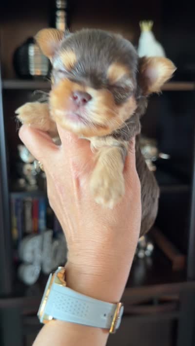 Lucky , a male Yorkshire Terrier for sale in Fort Myers, FL – 5 of 5