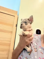 Leo, a male French Bulldog for sale in Fort Myers, FL – 2 of 4