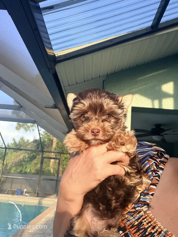 Teddy  – Yorkshire Terrier puppy for sale in Lehigh Acres, FL