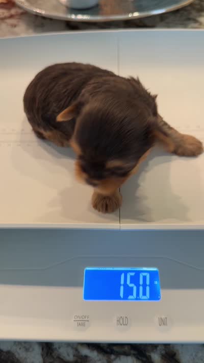 Lucky , a male Yorkshire Terrier for sale in Fort Myers, FL – 4 of 5