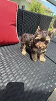 Teddy , a male Yorkshire Terrier for sale in Lehigh Acres, FL – 1 of 9