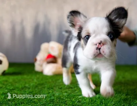 Koi Merle  – French Bulldog puppy for sale in Fort Myers, FL