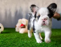 Koi Merle , a female French Bulldog for sale in Fort Myers, FL – Photo 1 of 2