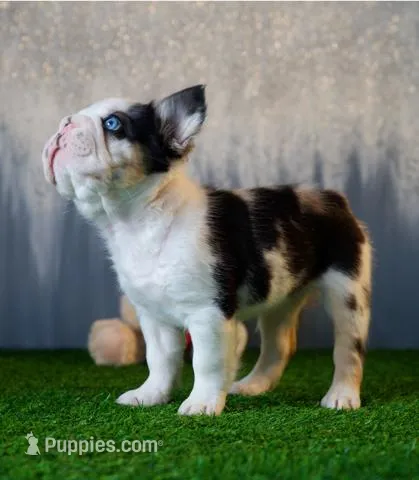 Koi Merle  – French Bulldog puppy for sale in Fort Myers, FL