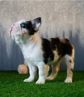 Koi Merle , a female French Bulldog for sale in Fort Myers, FL – Photo 2 of 2