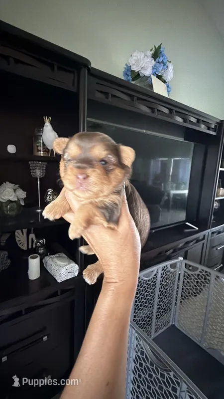Royce – Yorkshire Terrier puppy for sale in Lehigh Acres, FL
