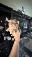 Royce, a male Yorkshire Terrier for sale in Lehigh Acres, FL – 1 of 6