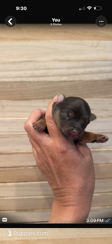 Sacha  – Yorkshire Terrier puppy for sale in Lehigh Acres, FL