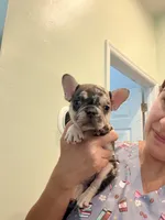 Luzy, a female French Bulldog for sale in Fort Myers, FL – 2 of 4