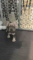 Lilac , a female French Bulldog for sale in Fort Myers, FL – 3 of 6