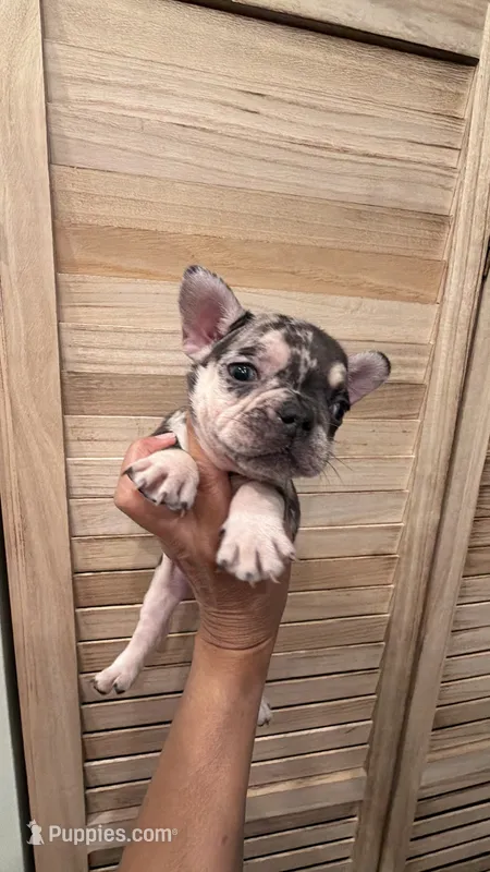 Luzy – French Bulldog puppy for sale in Fort Myers, FL