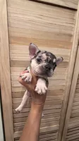 Luzy, a female French Bulldog for sale in Fort Myers, FL – 1 of 4