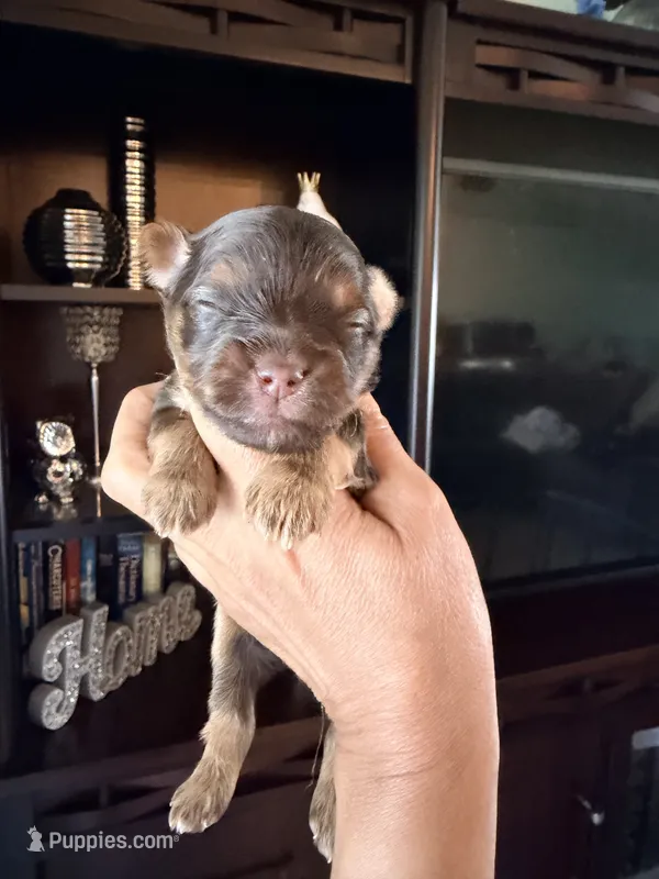 Teddy  – Yorkshire Terrier puppy for sale in Fort Myers, FL