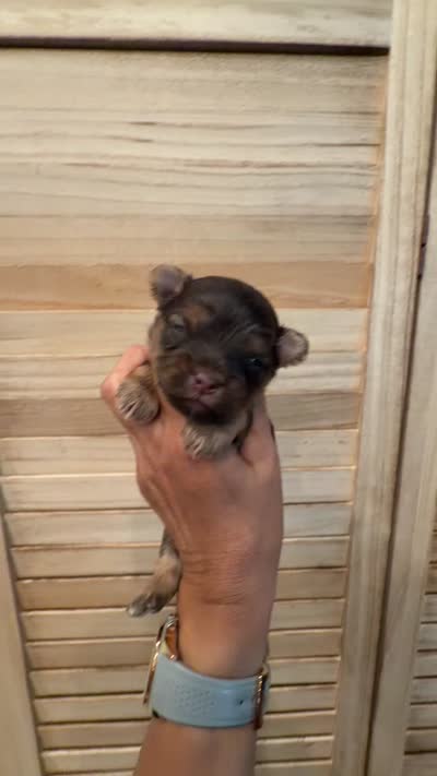 Teddy , a male Yorkshire Terrier for sale in Fort Myers, FL – 6 of 6