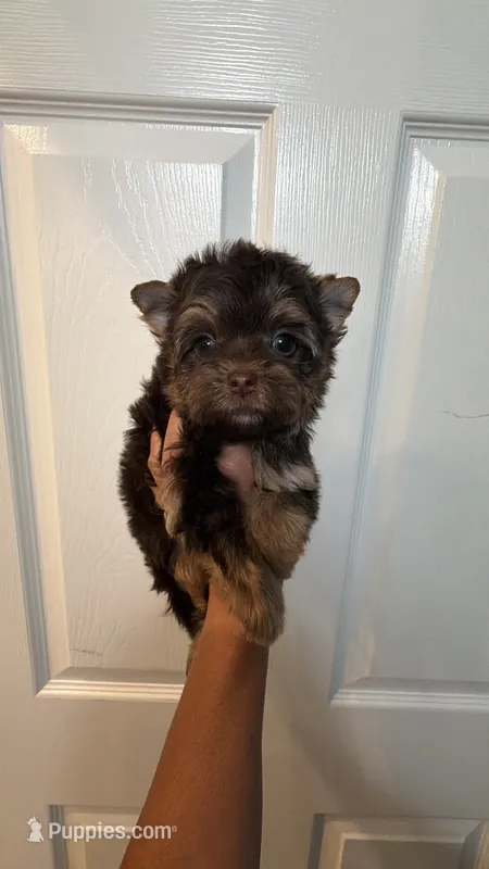 Teddy  – Yorkshire Terrier puppy for sale in Fort Myers, FL