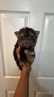 Teddy , a male Yorkshire Terrier for sale in Lehigh Acres, FL – 8 of 9
