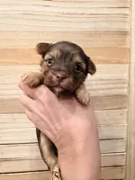 Sessy choco, a female Yorkshire Terrier for sale in Fort Myers, FL – Photo 1 of 3