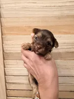 Sessy choco, a female Yorkshire Terrier for sale in Fort Myers, FL – Photo 3 of 3