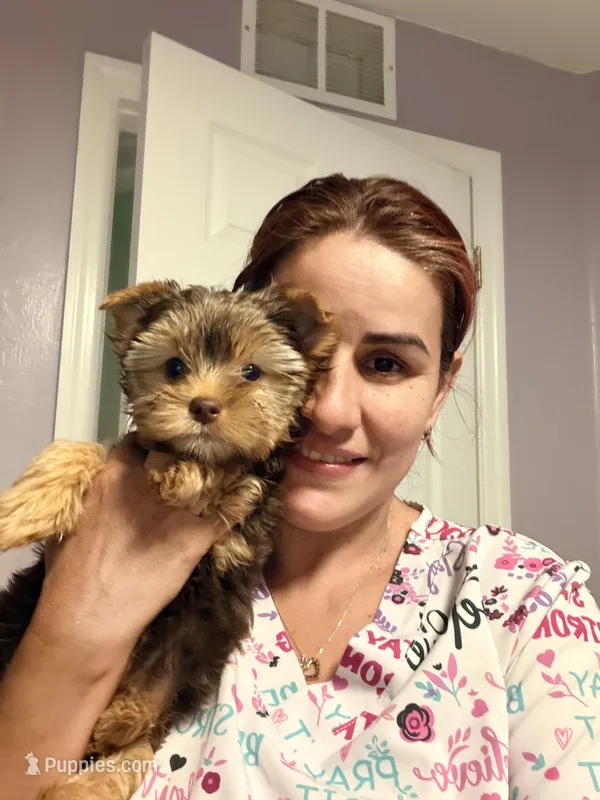 Sessy choco – Yorkshire Terrier puppy for sale in Fort Myers, FL
