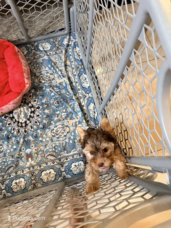 Sessy choco – Yorkshire Terrier puppy for sale in Fort Myers, FL