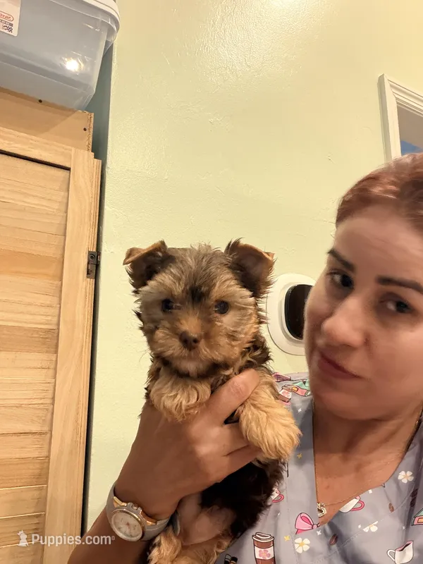 Sessy choco – Yorkshire Terrier puppy for sale in Fort Myers, FL