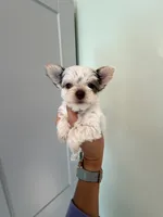 Linda, a female Yorkshire Terrier for sale in Fort Myers, FL – Photo 5 of 6