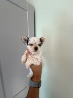 Linda, a female Yorkshire Terrier for sale in Fort Myers, FL – Photo 6 of 6