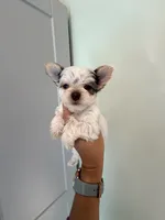 Linda, a female Yorkshire Terrier for sale in Fort Myers, FL – Photo 4 of 6