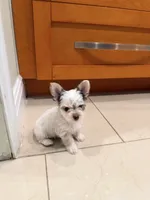 Linda, a female Yorkshire Terrier for sale in Fort Myers, FL – Photo 2 of 6