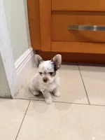 Linda, a female Yorkshire Terrier for sale in Fort Myers, FL – Photo 1 of 6