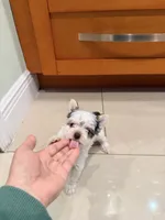 Linda, a female Yorkshire Terrier for sale in Fort Myers, FL – Photo 3 of 6