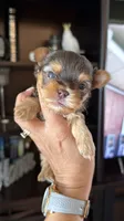 Lucky , a male Yorkshire Terrier for sale in Fort Myers, FL – 2 of 5