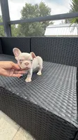 Jake, a male French Bulldog for sale in Fort Myers, FL – 6 of 7