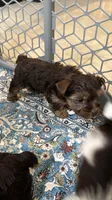Sonia, a female Yorkshire Terrier for sale in Lehigh Acres, FL – 2 of 4