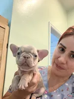 Linda, a female French Bulldog for sale in Fort Myers, FL – 3 of 4
