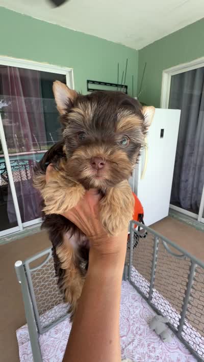 Teddy , a male Yorkshire Terrier for sale in Lehigh Acres, FL – 9 of 9