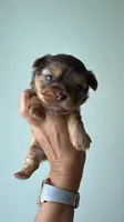 Tina, a female Yorkshire Terrier for sale in Lehigh Acres, FL – 2 of 6