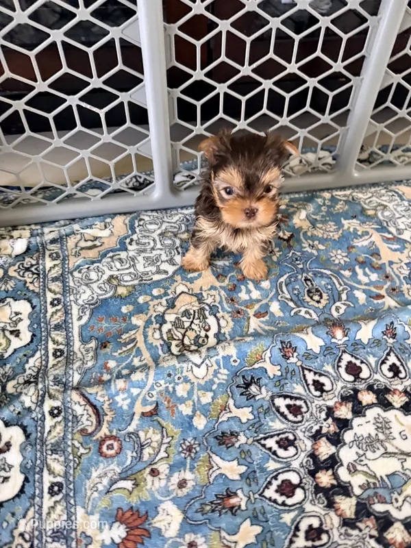 Lucky tea cup – Yorkshire Terrier puppy for sale in Fort Myers, FL