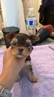 Lucky tea cup, a male Yorkshire Terrier for sale in Fort Myers, FL – 4 of 7